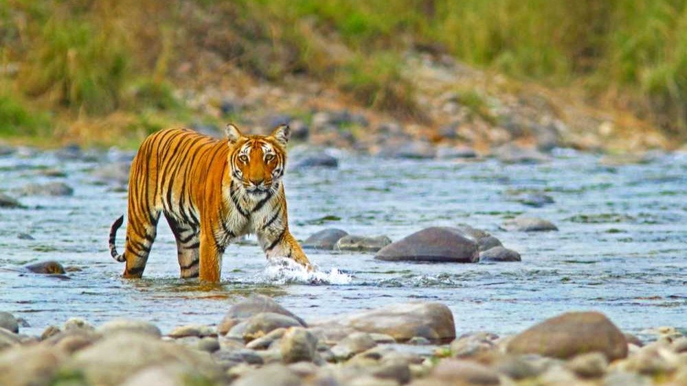 Varanasi to Jim Corbett Taxi